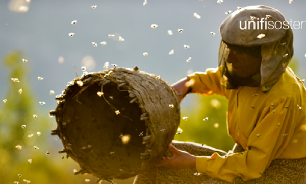 Giornata Mondiale delle Api - 20 maggio proiezione del docufilm Honeyland.